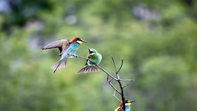 Sultan Sazlığı’nda yeşil arıkuşu