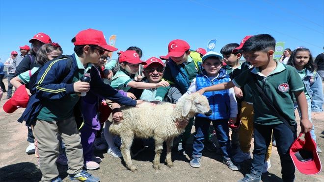 Kuzular anneleri ile buluştu