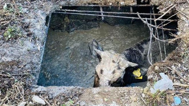 Foseptik çukuruna düşen ineği itfaiye kurtardı