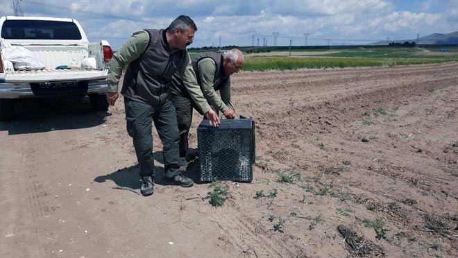 Girdiği kümeste mahsur kalan tilkiyi ekipler kurtardı