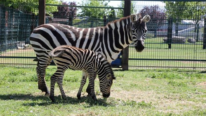 Yeni doğan zebra yavrusu ilgi odağı oldu