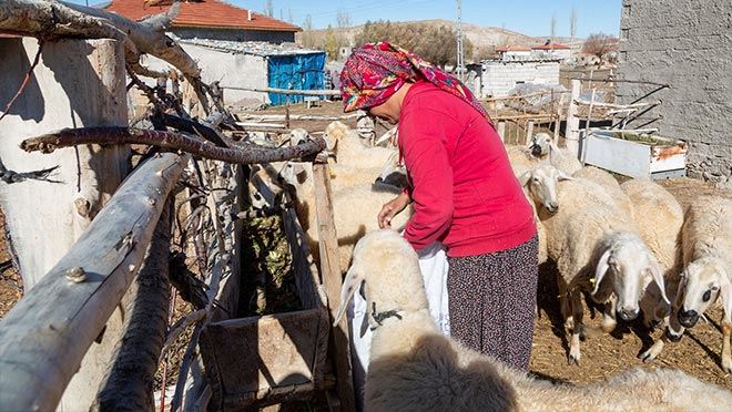 ‘Koyunlar Artıyor, Meralar Şenleniyor’ Projesinde İkinci Dağıtım İçin Kuralar Çekiliyor