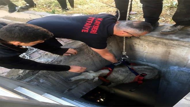 Kuyuya düşen koyuna kurtarma operasyonu