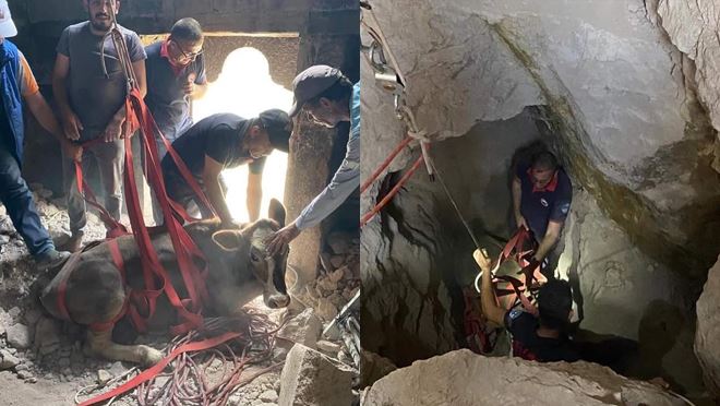 Kuyuya düşen ineği itfaiye kurtardı