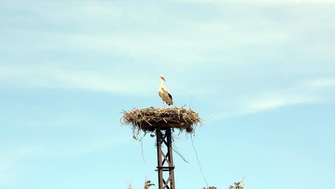 Kocasinan’da leylekler güvenli yuvalara yerleşti