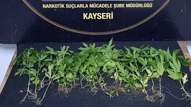 Evinde Hint keneviri yetiştiren şahıs gözaltına alındı