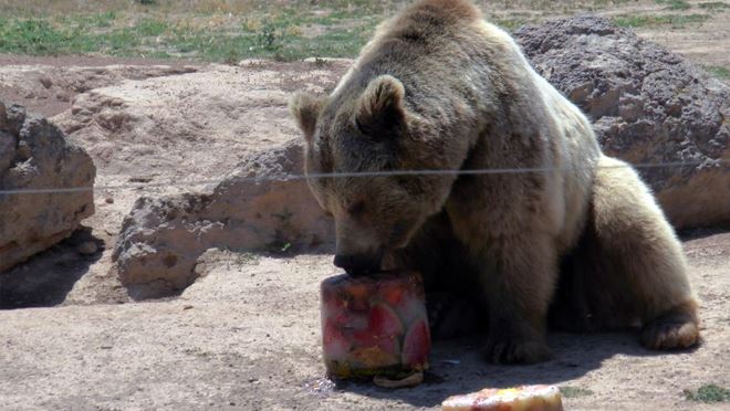 Hayvanat Bahçesi sakinlerine buzlu meyve kokteyli