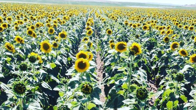 Tomarza, ayçiçeğinde atak yaptı
