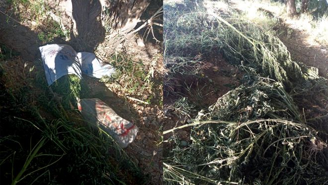 24 kilo Hint Keneviri ele geçirildi