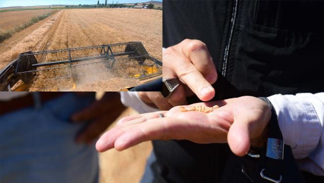 Buğday hasadı yüz güldürdü