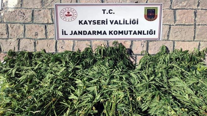 Pınarbaşı’nda bin 125 kök kenevir ele geçirildi