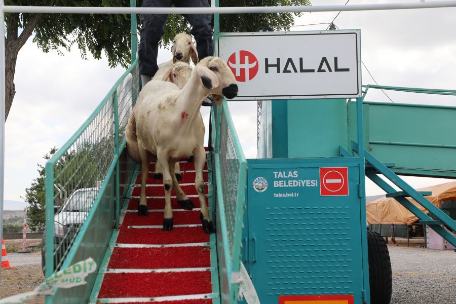 Kurbanlıklar görücüye çıkıyor