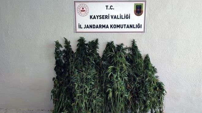 Ayçiçeği tarlasında kenevir yetiştiren şahıs yakalandı