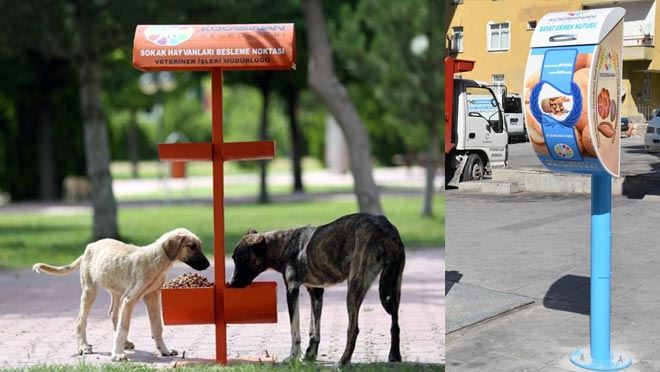 Kocasinan’da bayat ekmekler, sokak hayvanlarına mama oluyor