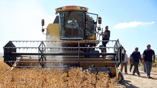 Aspir tohumları hasat edilmeye başladı