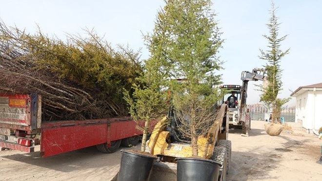 Kocasinan Belediyesi ağaçlandırma sezonuna hazır