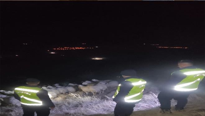  Kayıp koyunları jandarma buldu