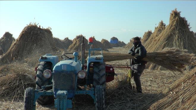   Yağmayan kar kamış hasadını geciktirdi