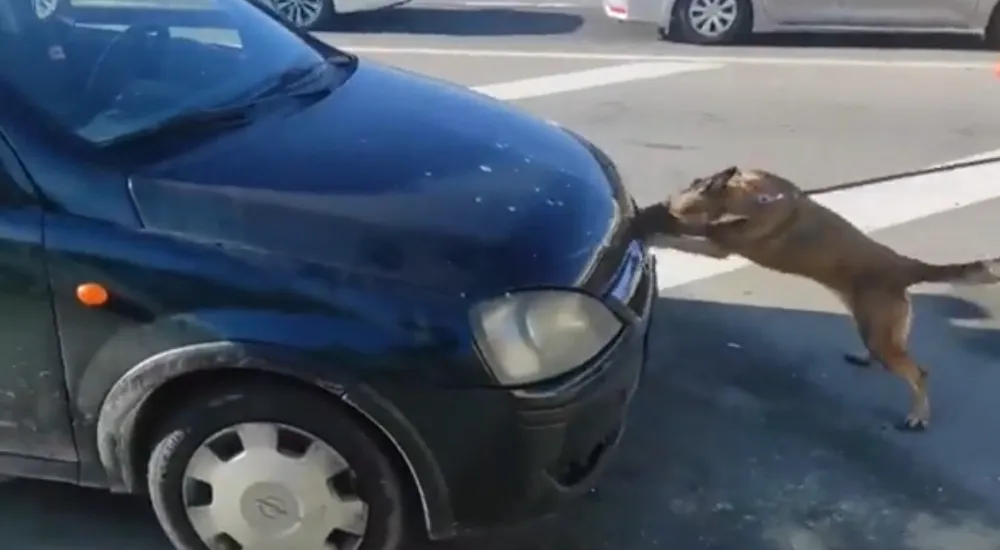 Uyuşturucuyu aracın motor kaputuna zulalamışlar