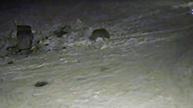 Aç kurt ilçe merkezine indi, yiyecek aradı