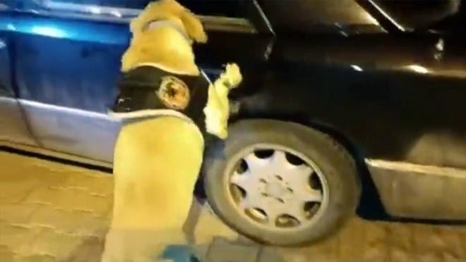 Uyuşturucu tacirleri 