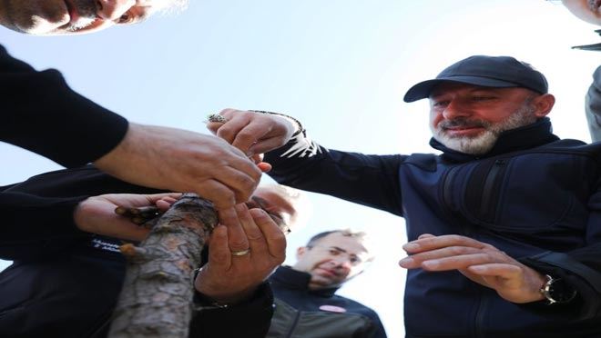 Yabani alıç ağaçları  ekonomik değere dönüşüyor