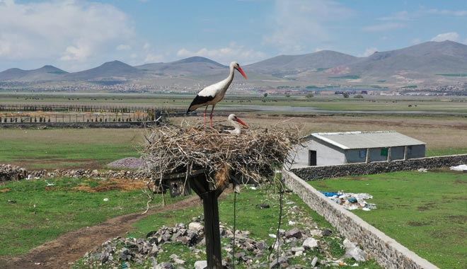 Hürmetçi Sazlığı leyleklerine kavuştu 