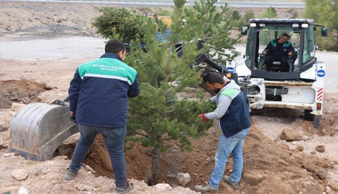 Ağaç taşıma yöntemi ile ağaçlandırma
