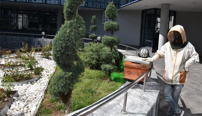  Belediyenin bahçesine konan arılar panik yarattı