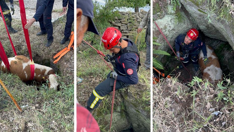 Kuyuya düşen büyükbaş hayvanı 2 saatlik çalışmayla kurtardı