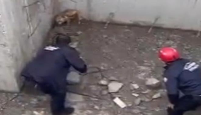  İtfaiye ekiplerinden tilki kurtarma operasyonu