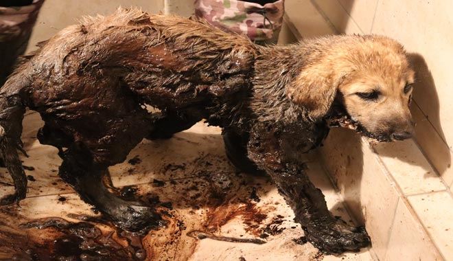  Zifte yapışan yavru köpekler kurtarıldı