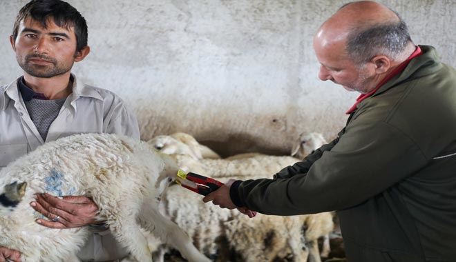  Talas Belediyesi’nden hayvancılığa büyük destek 