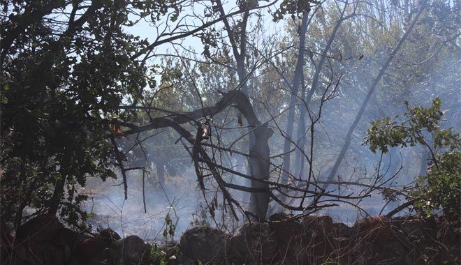  Erenköy Mahallesi’nde 40 dönüm alan küle döndü