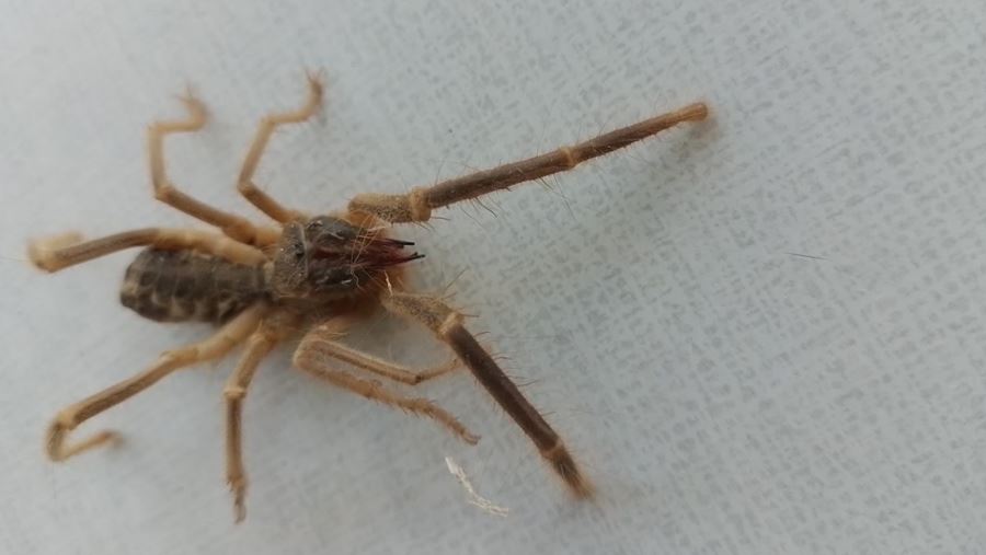 Havaların ısınmasıyla Sarıkız Örümceği Ortaya Çıktı