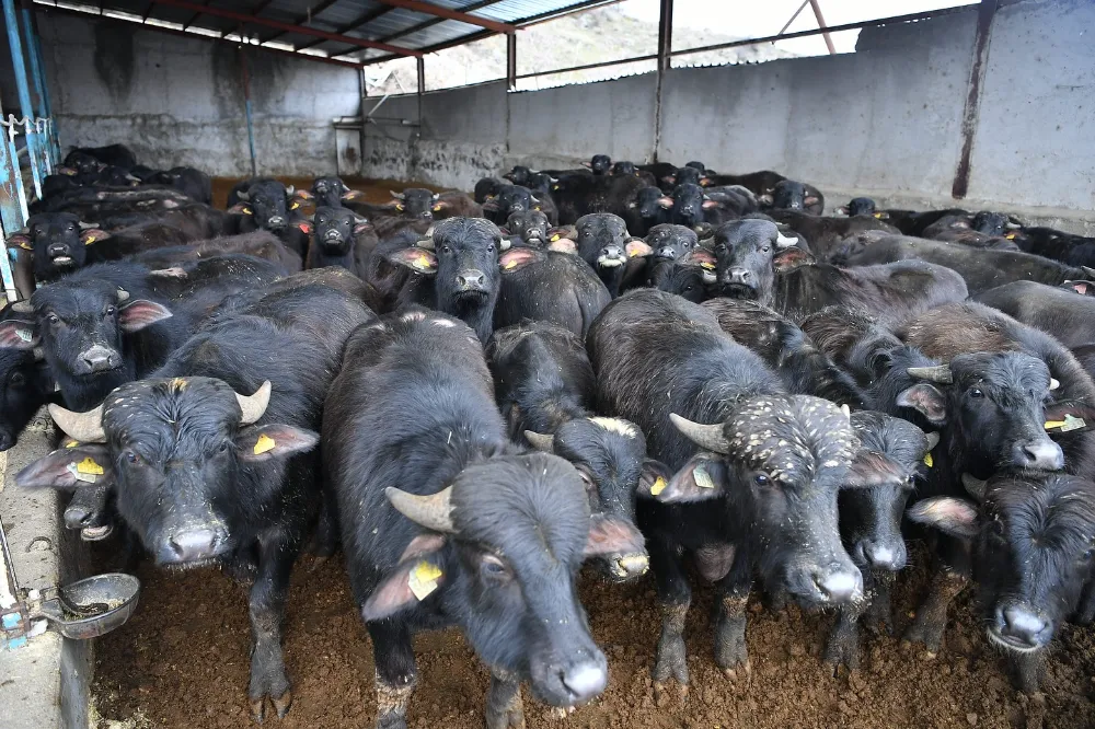 Yetiştiricilere yüzde 50 hibeli damızlık manda dağıtıldı