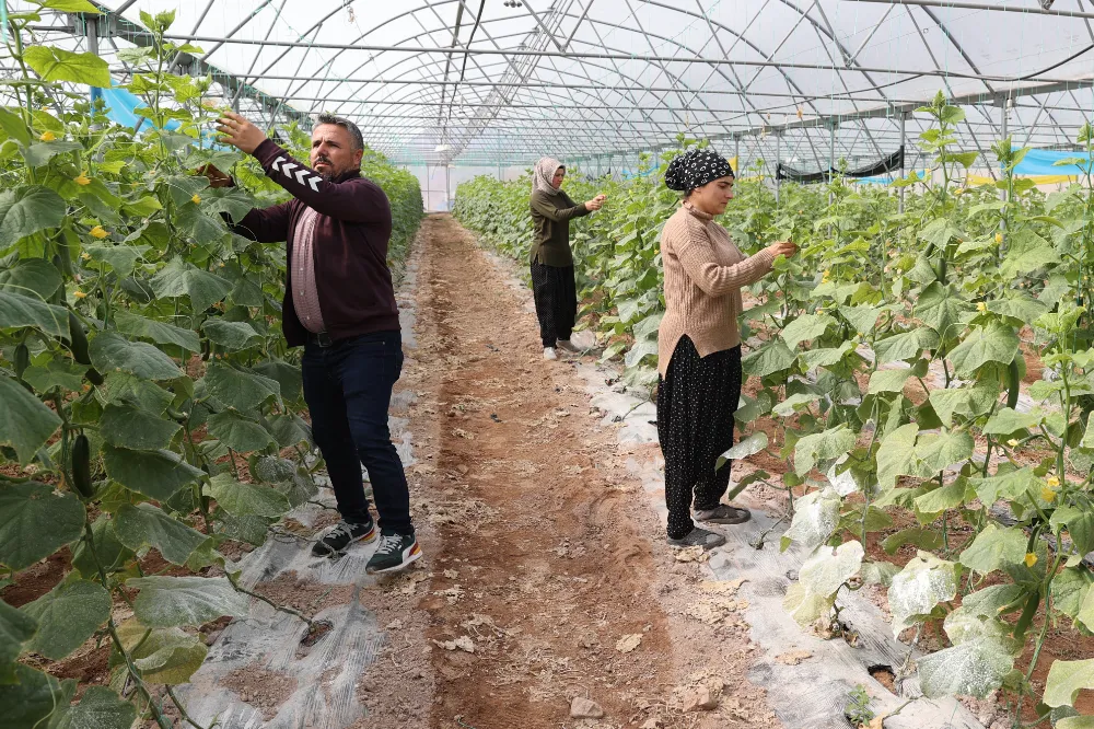 Kadın girişimci devlet desteğiyle kurduğu serada üretime katkı sağlıyor
