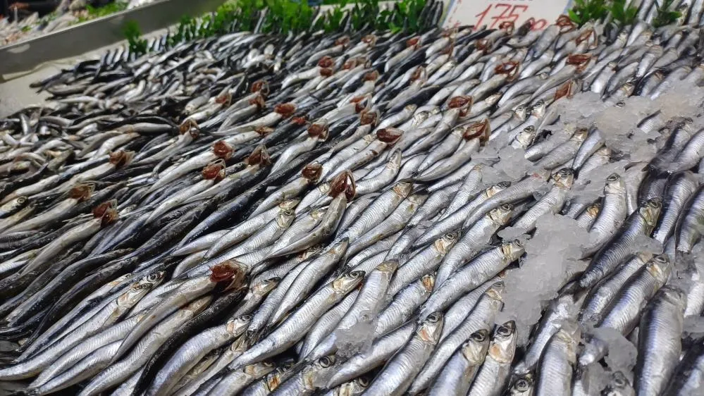 Tezgahlarda palamut yok, hamsi çok