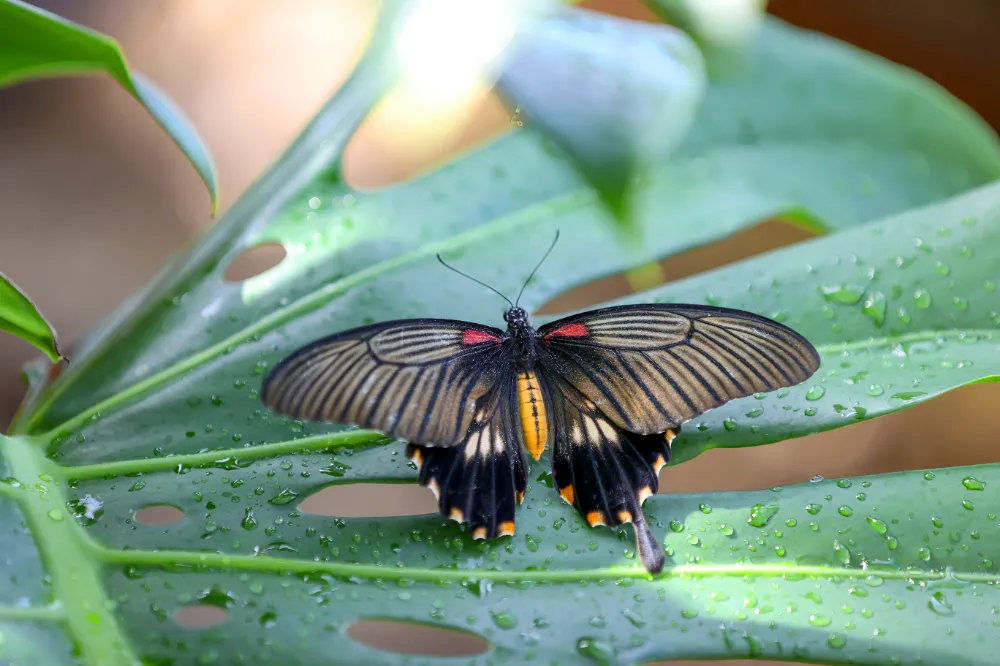 Tropikal Kelebek Bahçesi 4 milyon ziyaretçiyi ağırladı