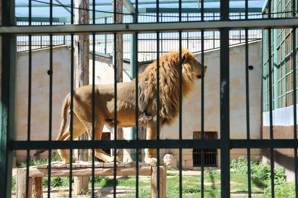 Bayramda hayvanat bahçesi ücretsiz!