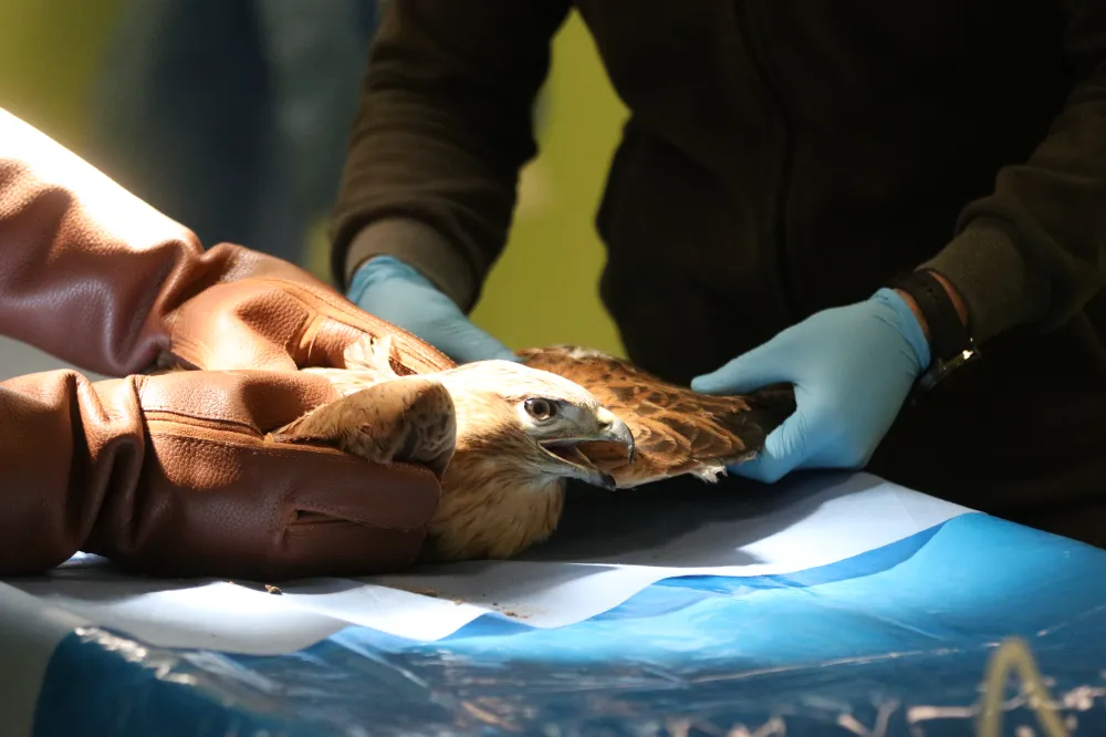 Yaban hayvanları hayvanat bahçesinde hayata tutunuyor