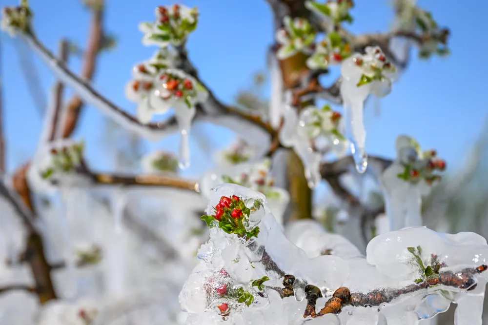 Çiftçiler meyvelerini ‘don’dan korumak için nöbette!