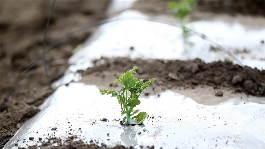 Meteorolojiden zirai don uyarısı!