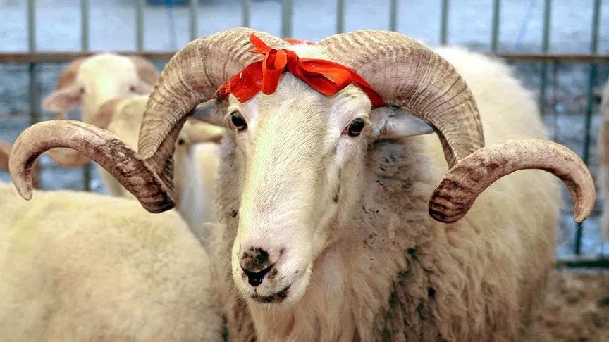 Vekalet yoluyla kurban kesim bedelleri belirlendi