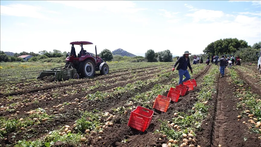 Turfanda patates hasadı başladı