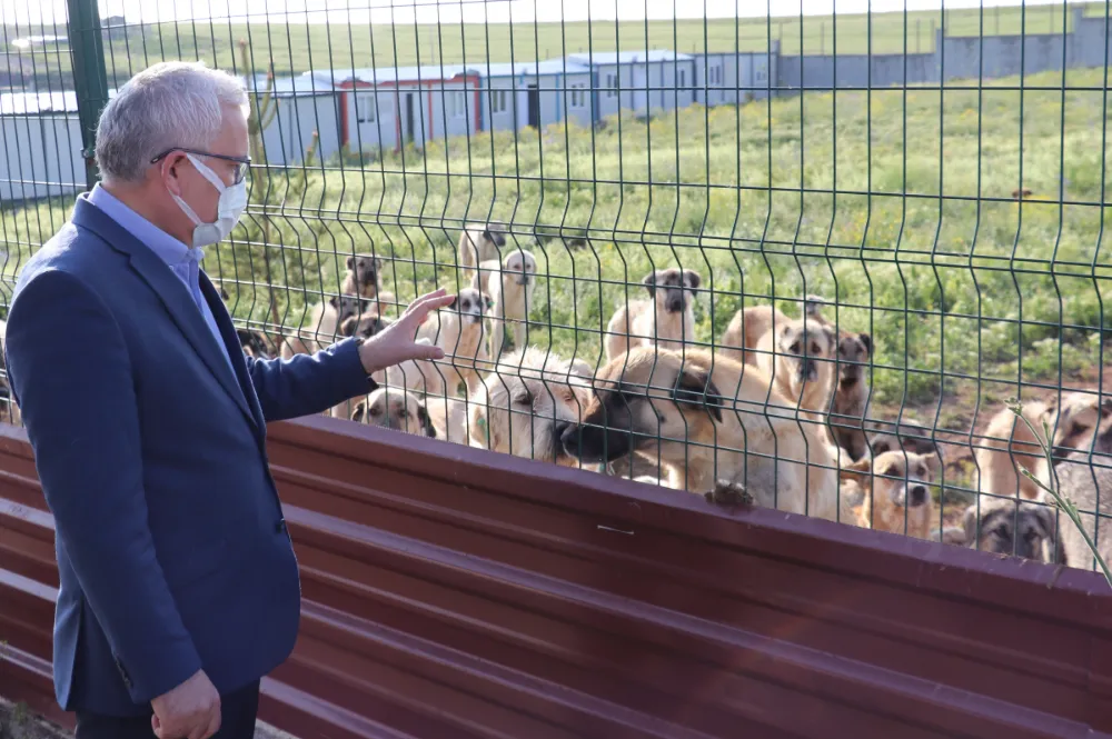Sivas’ta 900 sahipsiz köpeğe sıcak yuva