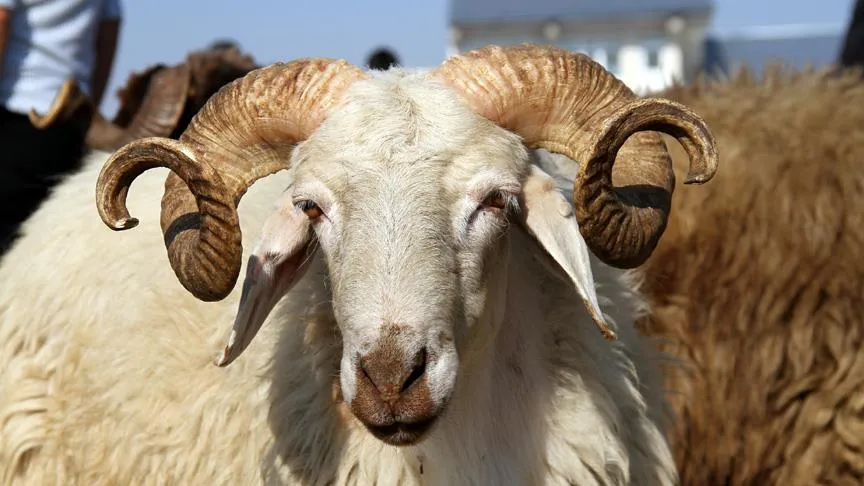 Kurban kesiminde yaralanmamak için bu uyarılara dikkat!