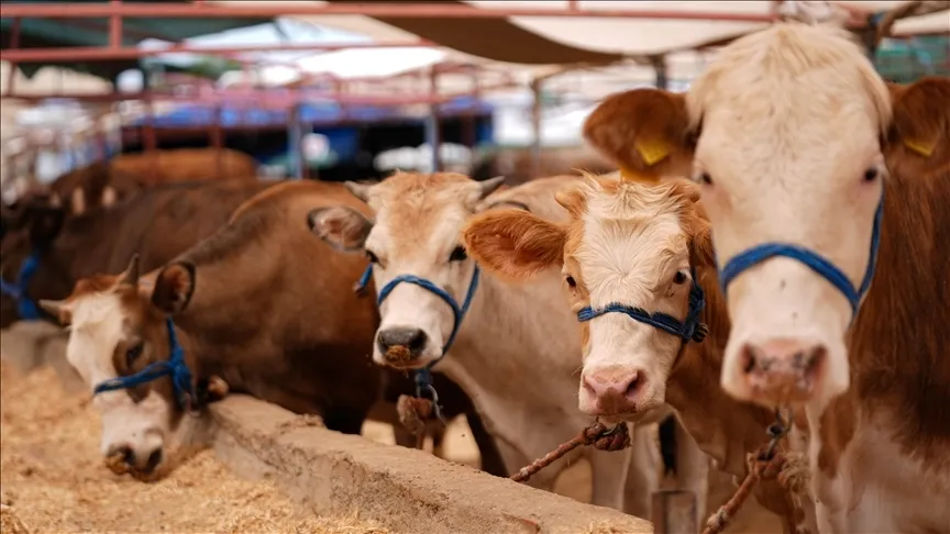 Şap hastalığıyla mücadele için seferberlik başlatıldı
