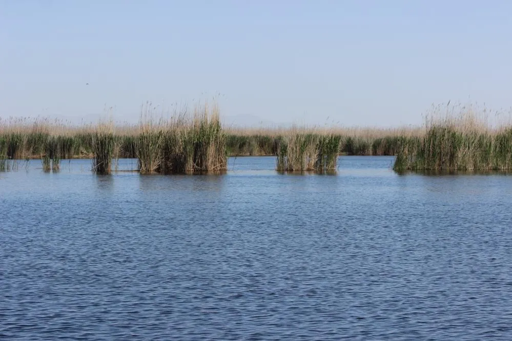 Sultan Sazlığı kuş değil tilki cenneti oldu