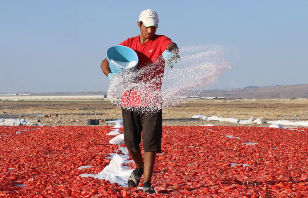 Erciyes eteklerindeki devasa araziler domates kırmızısıyla renklendi